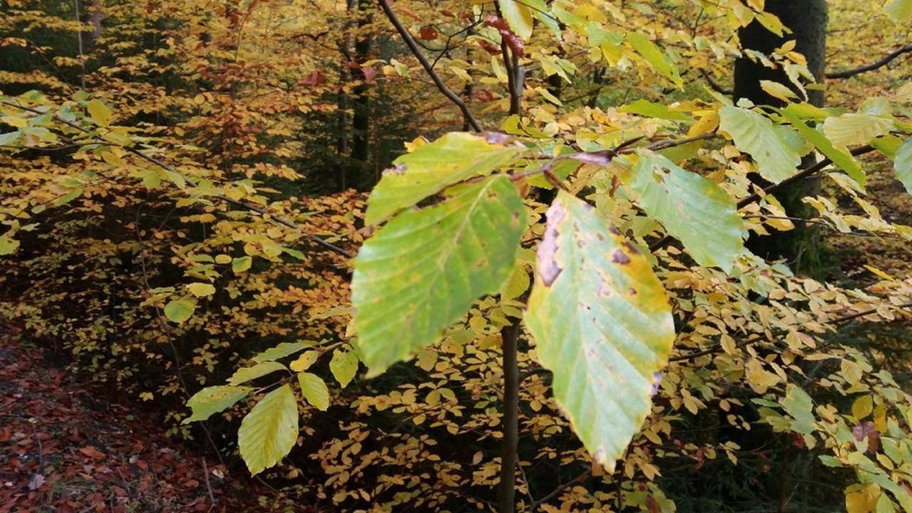 Ferienhaeuser Zur Schaeferei Mitwitz Buitenkant foto