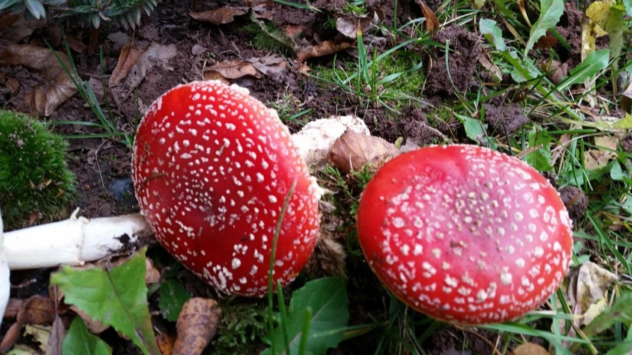 Ferienhaeuser Zur Schaeferei Mitwitz Buitenkant foto